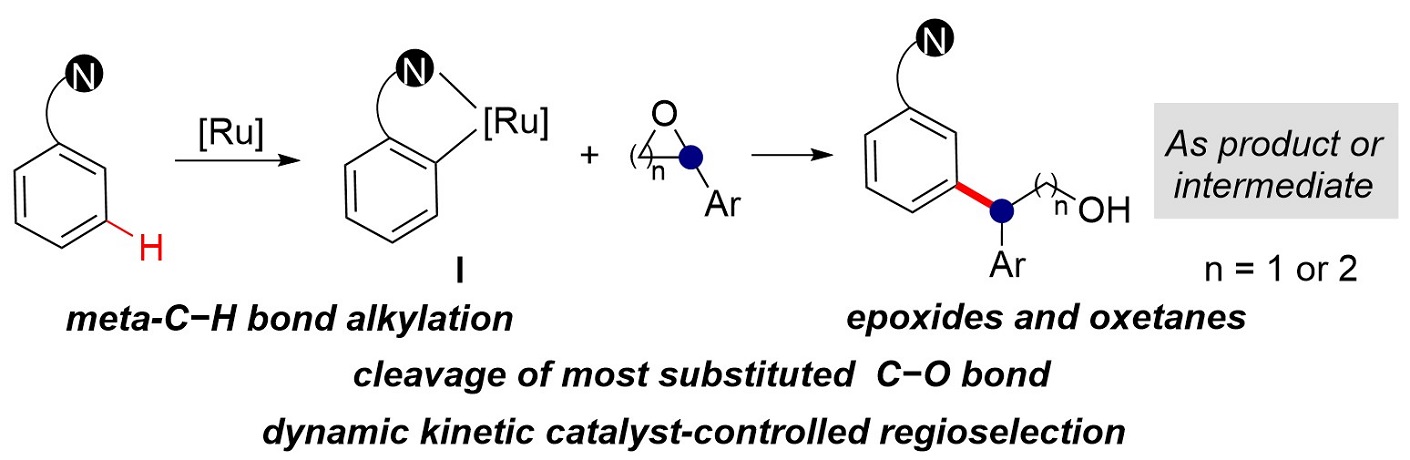 Cover image for Unlocking regioselective meta-alkylation with epoxides and oxetanes via dynamic kinetic catalyst control